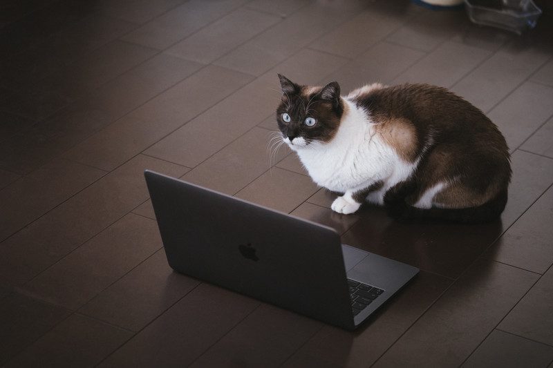 パソコン画面を見つめるネコ