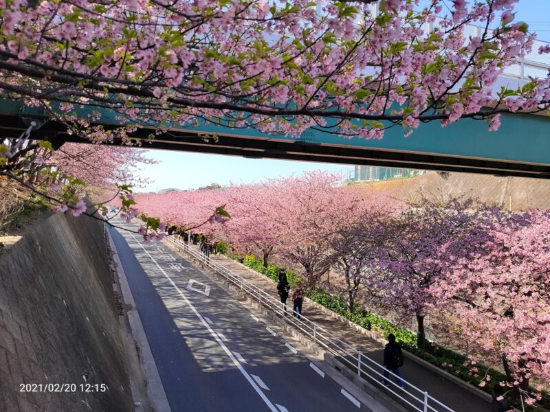 線路沿いの河津桜と菜の花