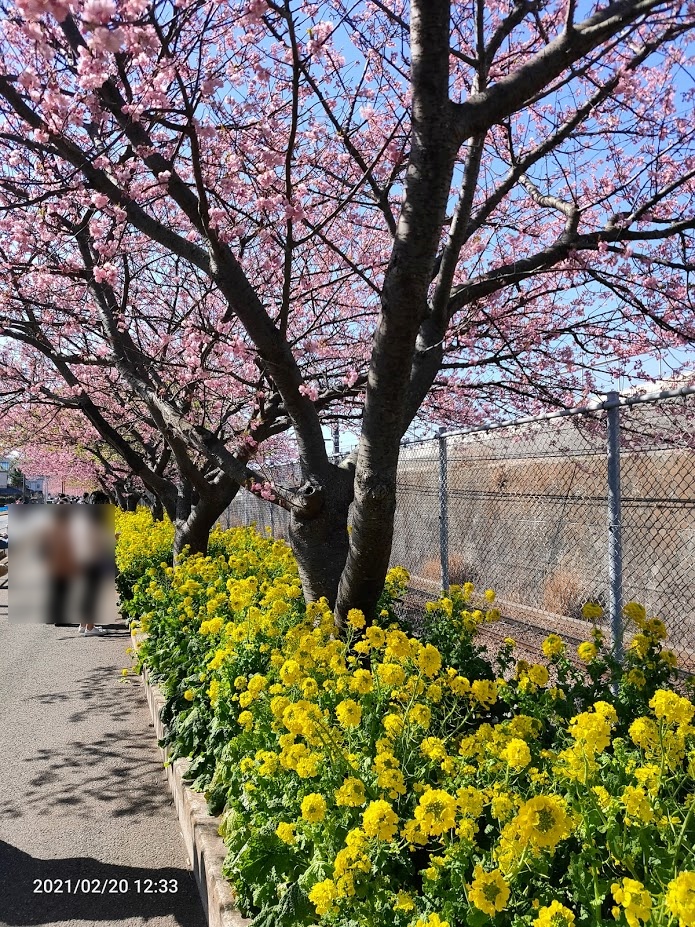 線路沿いの河津桜と菜の花