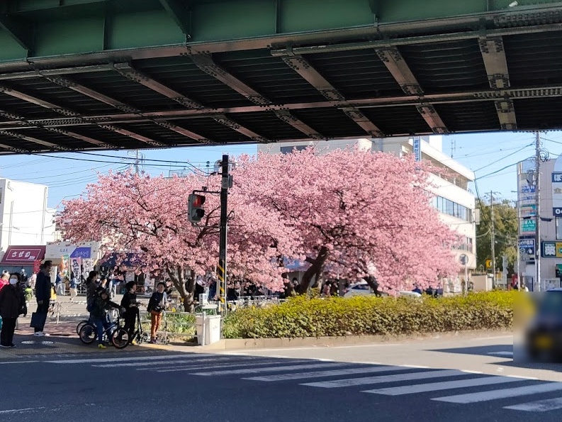 三浦海岸駅前の河津桜